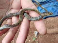 Aparallactus lunulatus