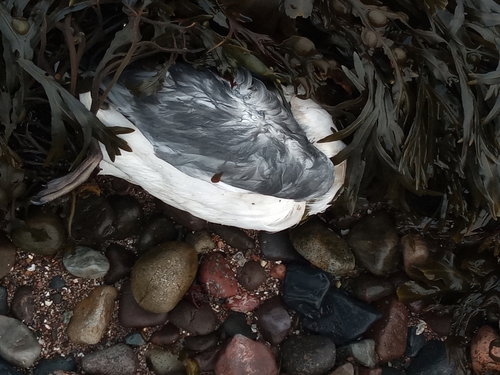 Gaviota tridáctila (Rissa tridactyla)