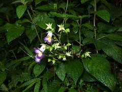 Monopyle ecuadorensis