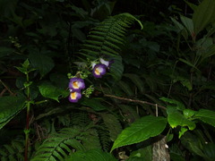 Monopyle ecuadorensis