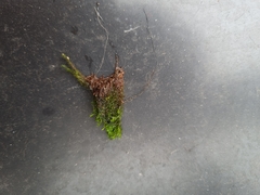 Ptychostomum capillare