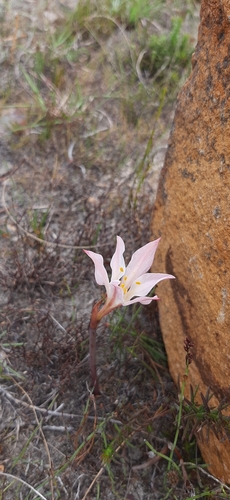 Image of Cyrtanthus novus by (c) Eugene Hahndiek, some rights reserved (CC BY-SA)
