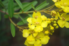 Acridocarpus natalitius linearifolius