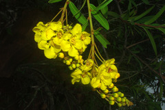 Acridocarpus natalitius linearifolius