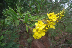 Acridocarpus natalitius linearifolius
