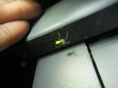 Tetragnatha squamata