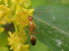 Camponotus baldaccii