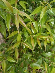 Miconia minutiflora