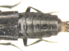 Philonthus umbrinus