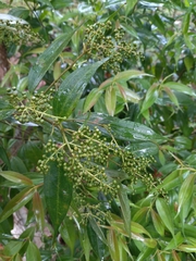 Miconia minutiflora