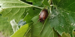 Melolontha melolontha