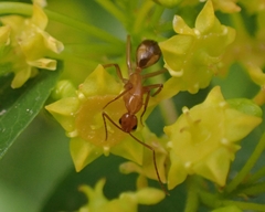 Camponotus baldaccii