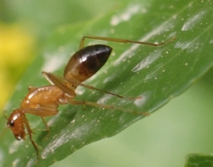Camponotus baldaccii