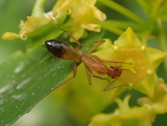 Camponotus baldaccii