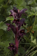 Orobanche gamosepala