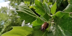Melolontha melolontha
