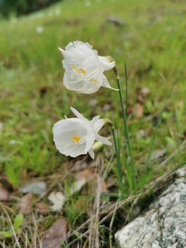 Image of Narcissus cantabricus by (c) Thor-Rune Hansen, some rights reserved (CC BY-SA)