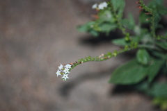 Heliotropium ciliatum