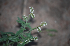 Heliotropium ciliatum