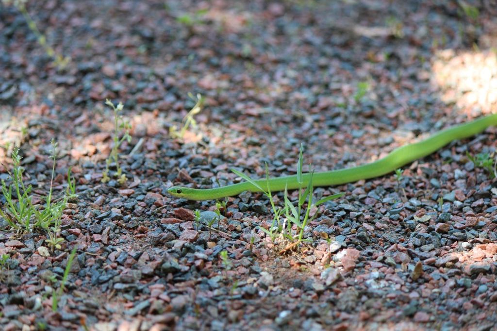 Smooth Greensnake