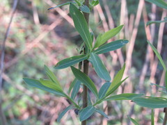 Salix vinogradovii