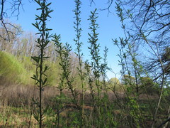 Salix vinogradovii