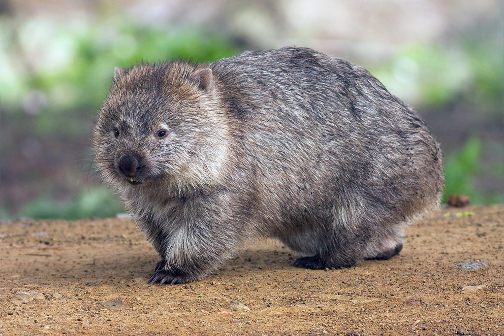 Bare-nosed Wombat