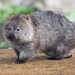 Tasmanian Wombat - Photo (c) JJ Harrison, some rights reserved (CC BY-SA)