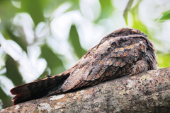 Caprimulgus jotaka