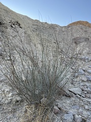 Hoffmannseggia microphylla