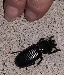 Aulacocyclus kaupii