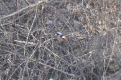 Phoenicurus auroreus