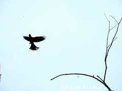 Dicrurus hottentottus