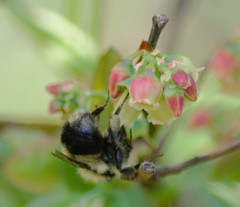 Bombus sandersoni