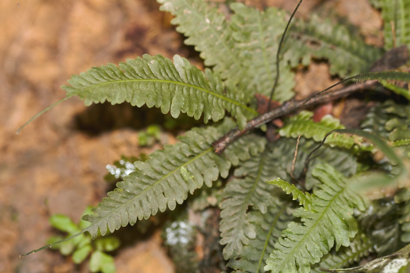 Trichomanes diversifrons