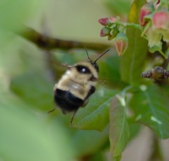 Bombus sandersoni