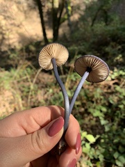 Entoloma dichroum