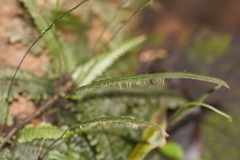 Trichomanes diversifrons