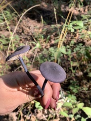 Entoloma dichroum
