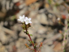 Roella decurrens