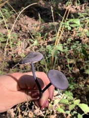 Entoloma dichroum