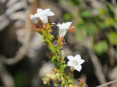 Roella decurrens