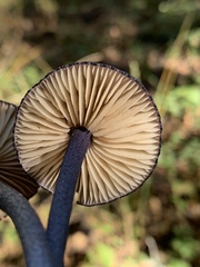 Entoloma dichroum