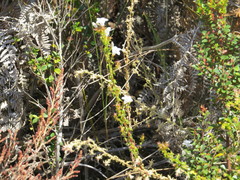 Roella decurrens