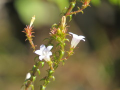 Roella decurrens