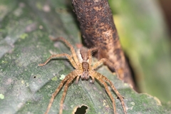 Cupiennius bimaculatus