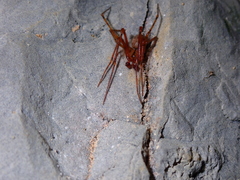 Nesticidae