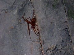 Nesticidae