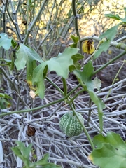 Cucurbitella asperata