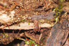 Pristimantis chiastonotus